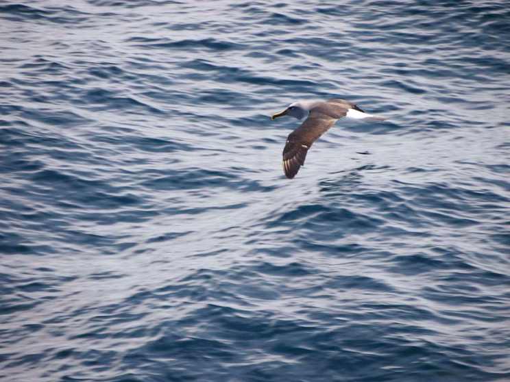 The ever-present ocean wanderers, the albatross