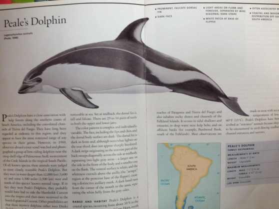 Dolphin Diplomacy_Peales Dolphin ID_lowres17